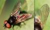 Phasia barbifrons